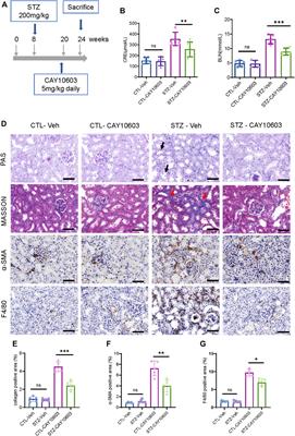 Inhibition of HDAC6 With CAY10603 Ameliorates Diabetic Kidney Disease by Suppressing NLRP3 Inflammasome